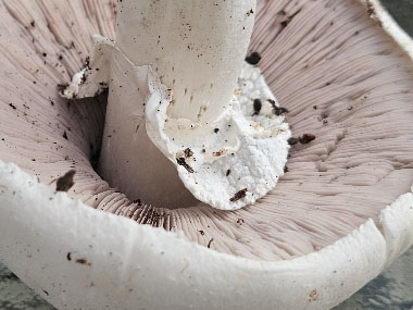 field mushroom veil