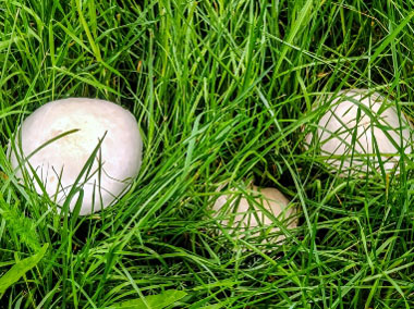 field mushrooms