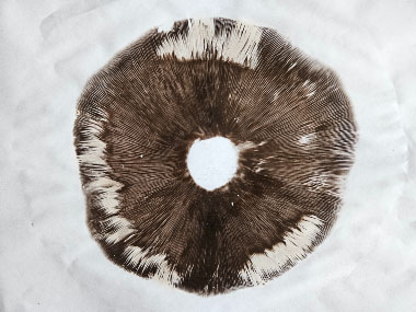 meadow mushroom spore print