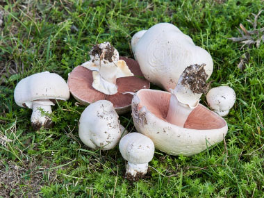 meadow mushrooms