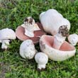 Field Mushroom