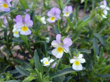 field pansies