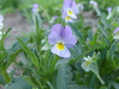 field pansy flower