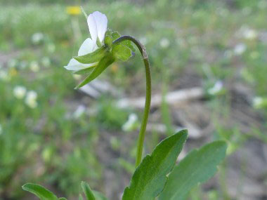 field pansy sepals