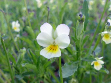 viola bicolor