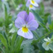 Field Pansy