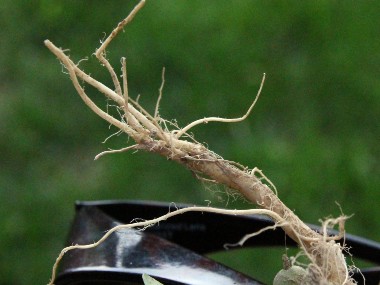 field pennyceess roots