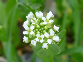 field pennycress flower