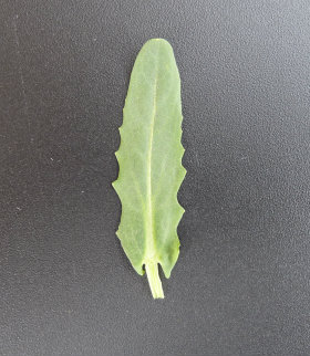 field pennycress leaf
