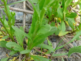 field pennycress leaves