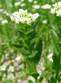 field pennycress plant
