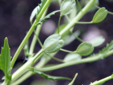 field pennycress seeds