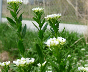 field pennycress