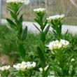 Field Pennycress