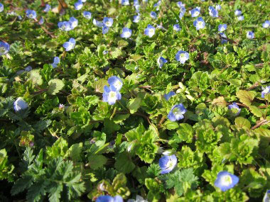 birds eye speedwell