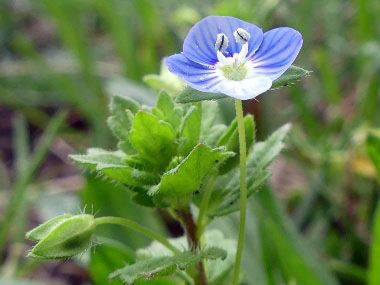 common field speedwell