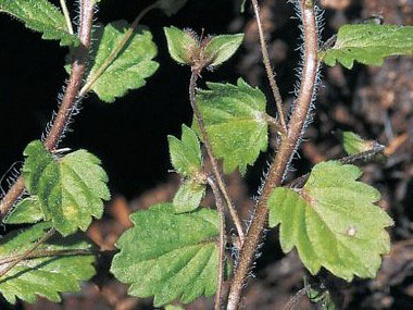 persian speedwell leaves