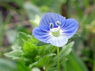 speedwell flower