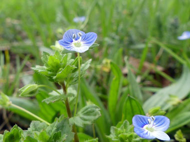 veronica persica