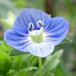 Field Speedwell