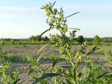 chenopodium ficifolium plant