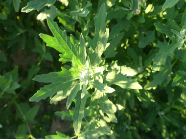 chenopodium ficifolium