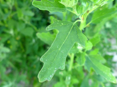 figleaf goosefoot leaf