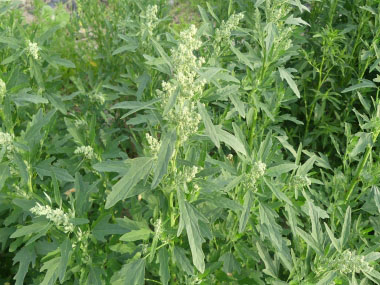 figleaved goosefoot plant