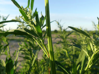 figleaved goosefoot stem