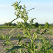 Figleaved Goosefoot