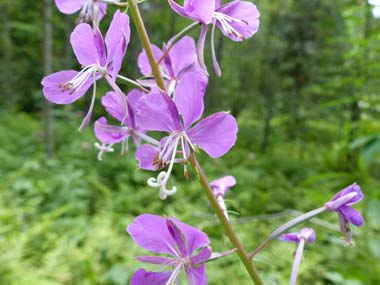 fireweed flowers