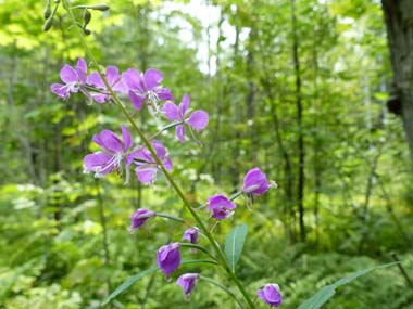 fireweed leaves 2