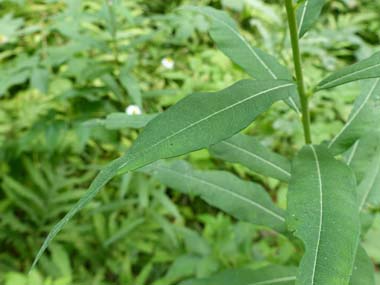 fireweed leaves