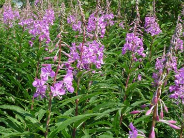 fireweed plants