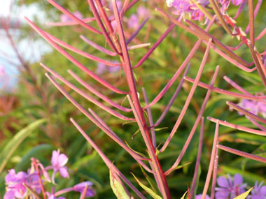 fireweed seed