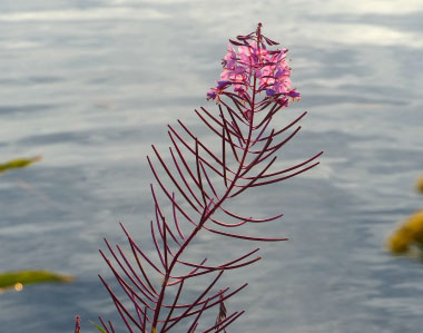 fireweed stem seed