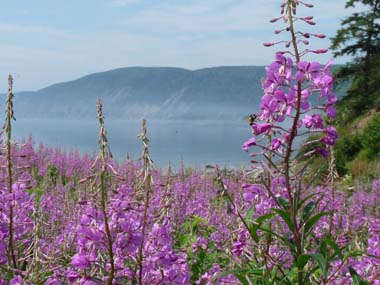 fireweed