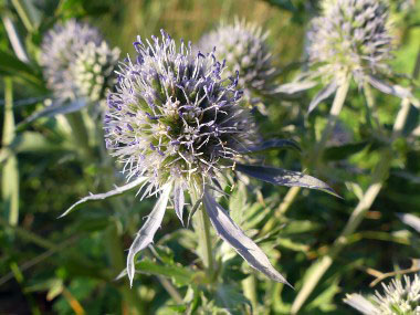 flat sea holly flower