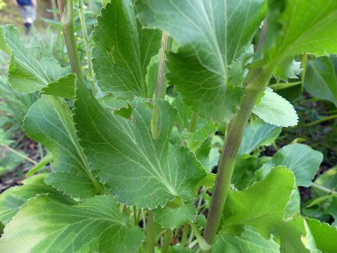 flat sea holly leaves