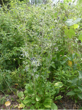 flat sea holly plant