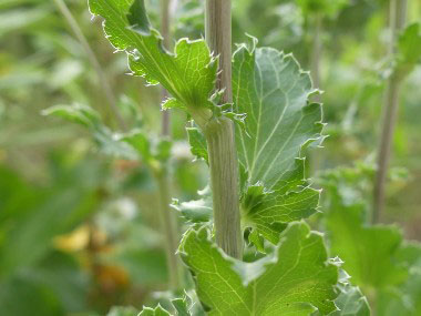 flat sea holly stem