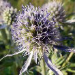 Flat Sea Holly