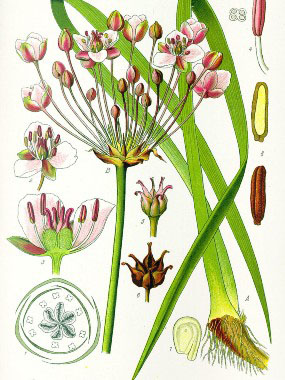 Butomus umbellatus drawing