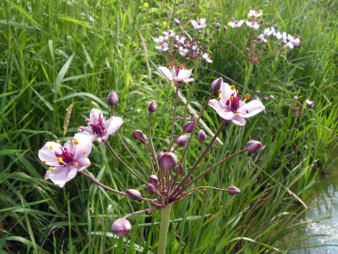 butomus umbellatus