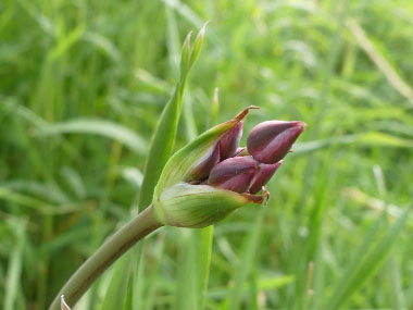 flowering rush flower bud