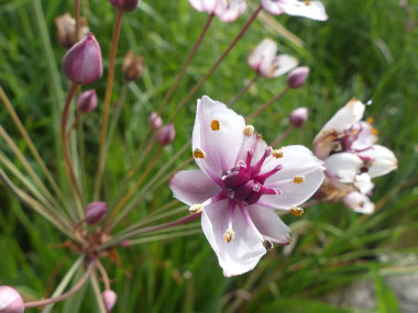 flowering rush flower