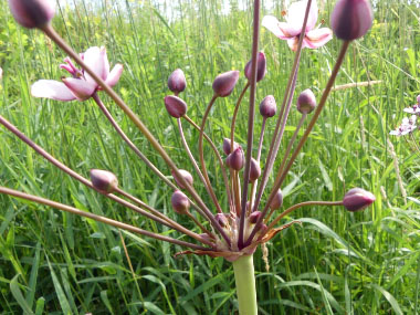 flowering rush inflorescence