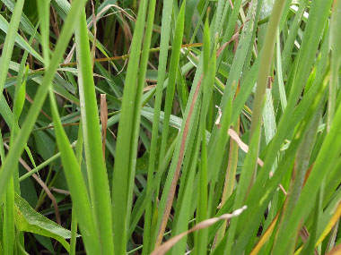 flowering rush leaves