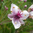 Flowering Rush