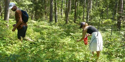 Foraging for Berries